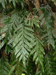 Blechnum colensoi. Strongly dimorphic fertile and sterile fronds.
 Image: L.R. Perrie © Te Papa CC BY-NC 3.0 NZ